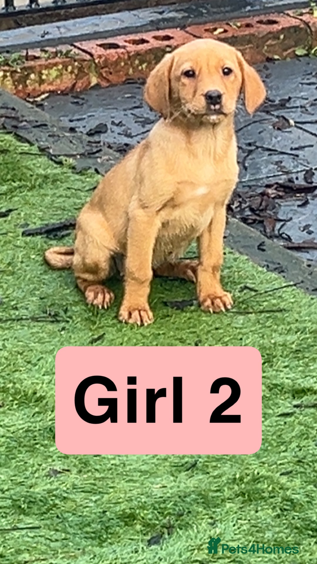 Labrador Retriever dogs for sale: Red Fox Labrador Puppies! ❗️ready now❗️ - Advert 4