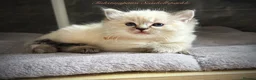Ragdoll cats for sale: Seal Tabby colourpoint  - Advert 4