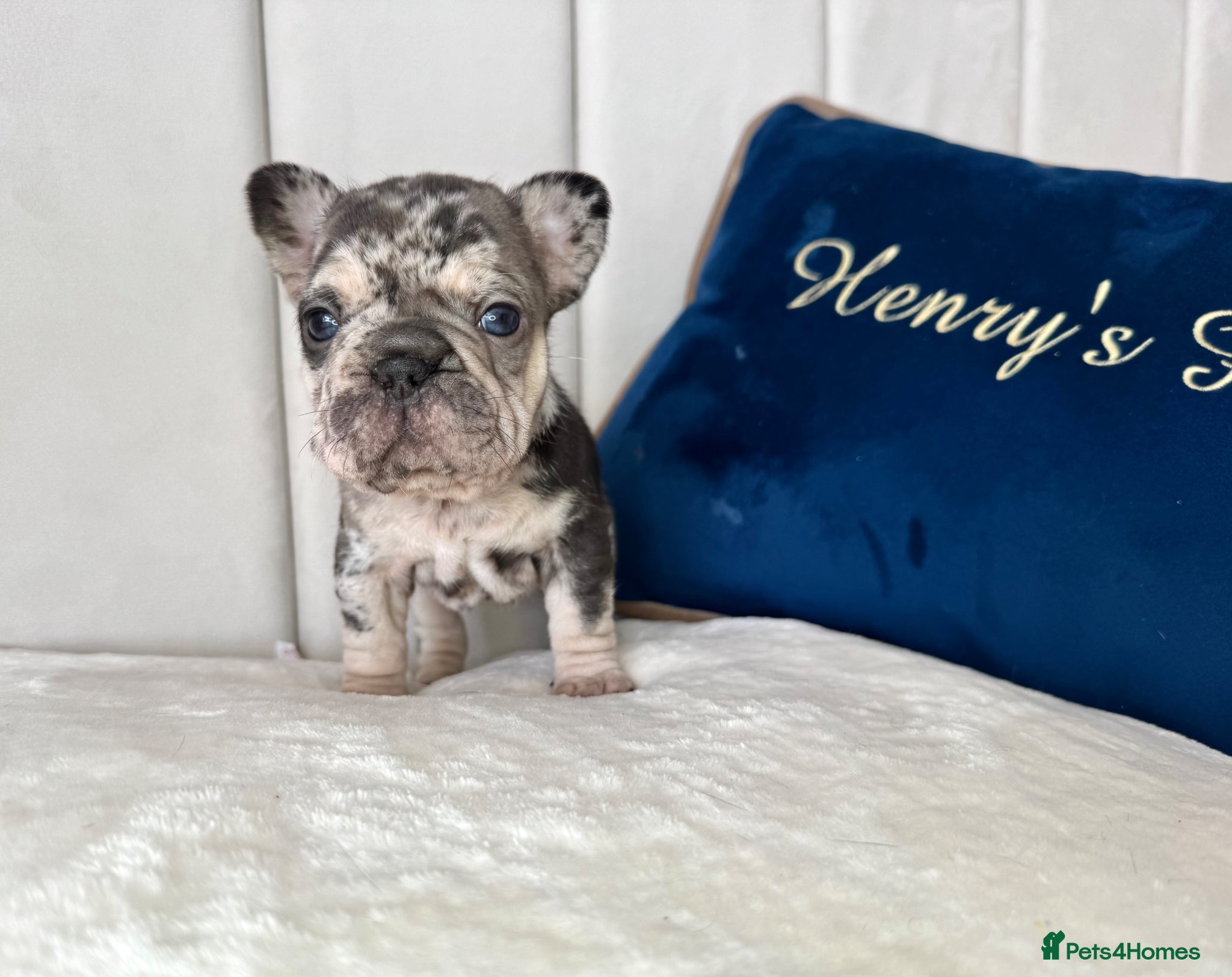 French Bulldog dogs 𝒮𝓉𝓊𝓃𝓃𝒾𝓃𝑔 𝒯𝒾𝓃𝓎 𝒻𝓇ℯ𝓃𝒸𝒽𝒾ℯ𝓈 - Advert 2