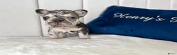 French Bulldog dogs for sale: Outstanding Family Raised frenchies❤️ READY NOW  - Advert 14