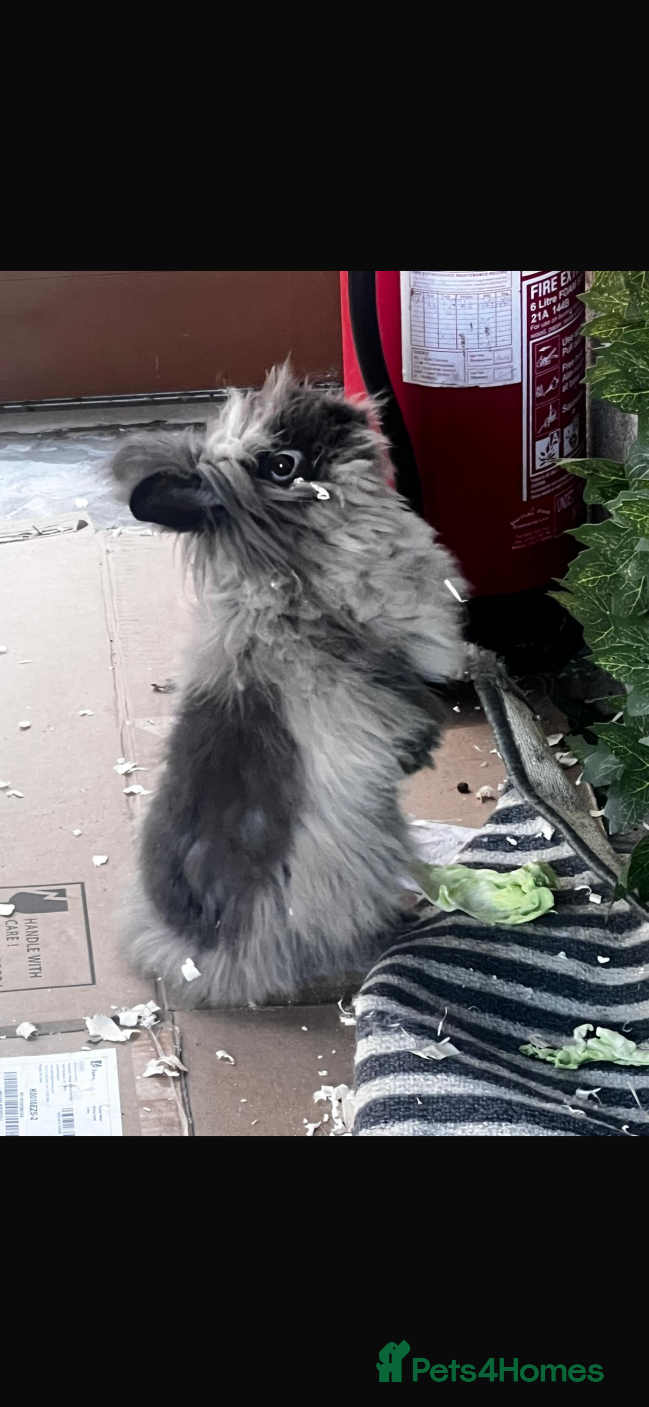 English rabbits Long-haired rabbit in Derby - Advert 7