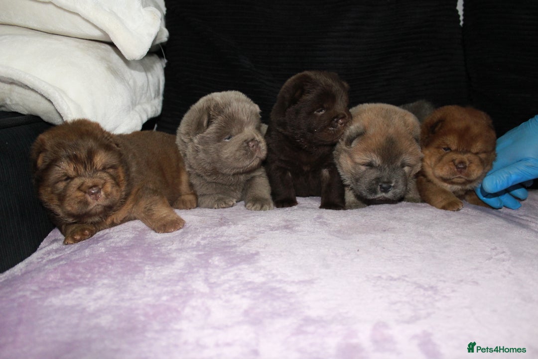 Chow Chow dogs for sale: CHOC🍫LILAC🌪️Champion KC reg🏆 pedigree chow chow - Image 14