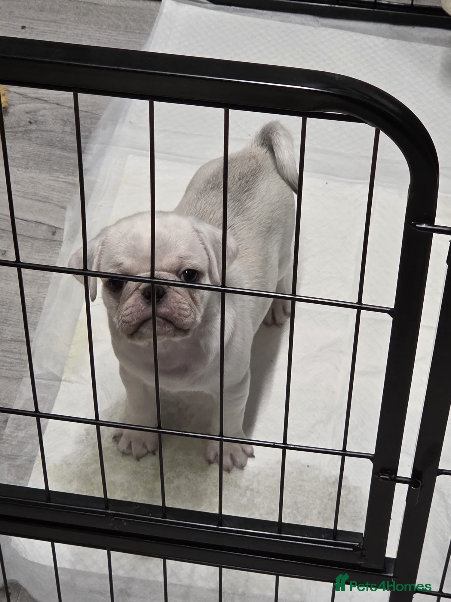 Pug dogs 2 boys ready to leave!! - Advert 1