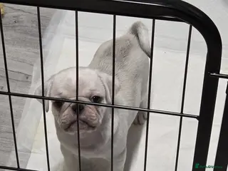 Pug dogs 2 boys ready to leave!! - Advert 1