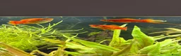 Live Bearers fish for sale: Fish for rehome  in Eastleigh - Advert 4