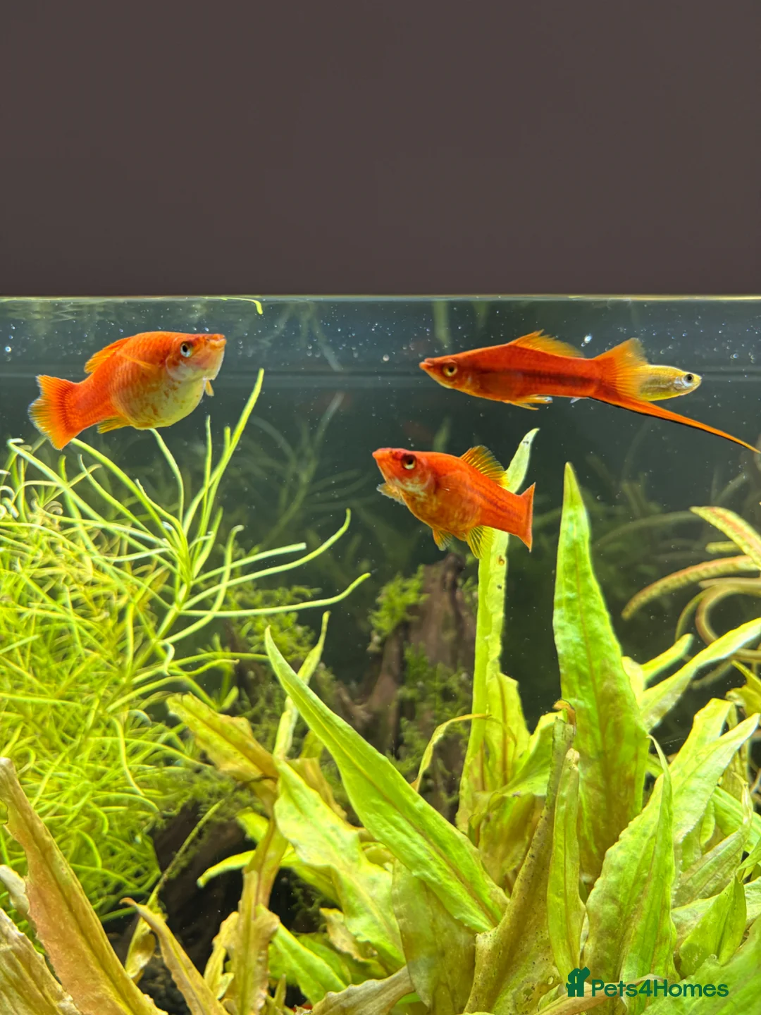 Live Bearers fish for sale: Fish for rehome  in Eastleigh - Advert 4