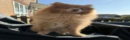 Pomeranian dogs for sale: Playful Pomeranian Pablo  in Bradford - Advert 3