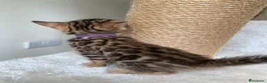 Bengal Kitten 2