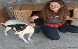 Mixed Breed dogs for adoption: Pixel, 3-4 yrs old. Available for adoption. - Image 9