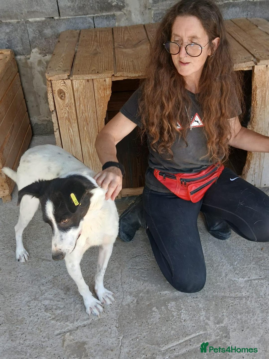 Mixed Breed dogs for adoption: Pixel, 3-4 yrs old. Available for adoption. - Image 9