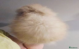 Angora rabbits for sale: Poor little man... - Image 3