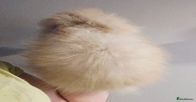 Angora rabbits - Advert 8