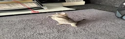 Bengal cats for sale: Bengal Kittens - Advert 4
