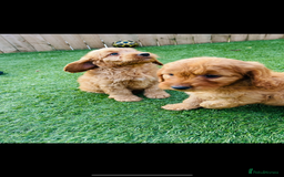 Cockapoo dogs for sale: Red Cockerpoo Puppies - Image 10