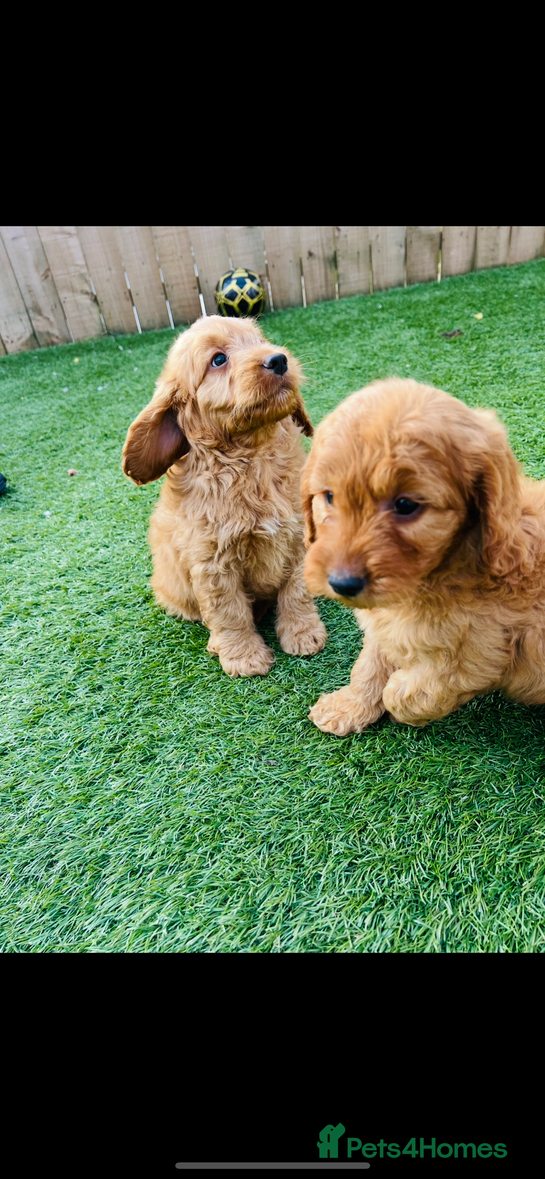Cockapoo dogs for sale: Red Cockerpoo Puppies - Image 10