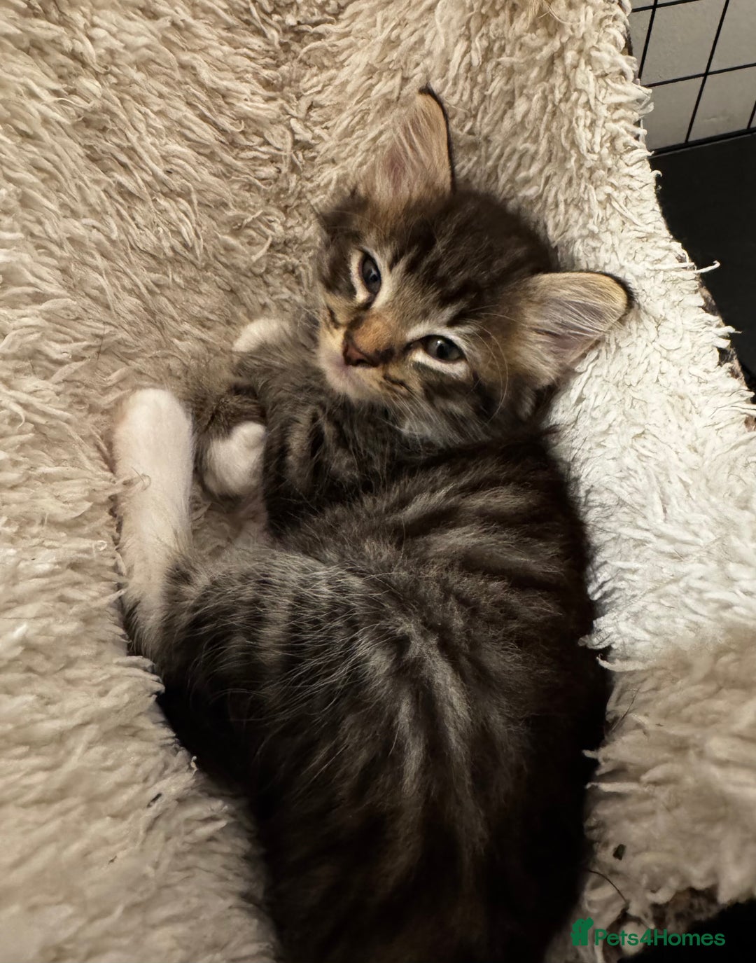 Mixed Breed cats for sale: Kittens 🐈🐈‍⬛ - Advert 5