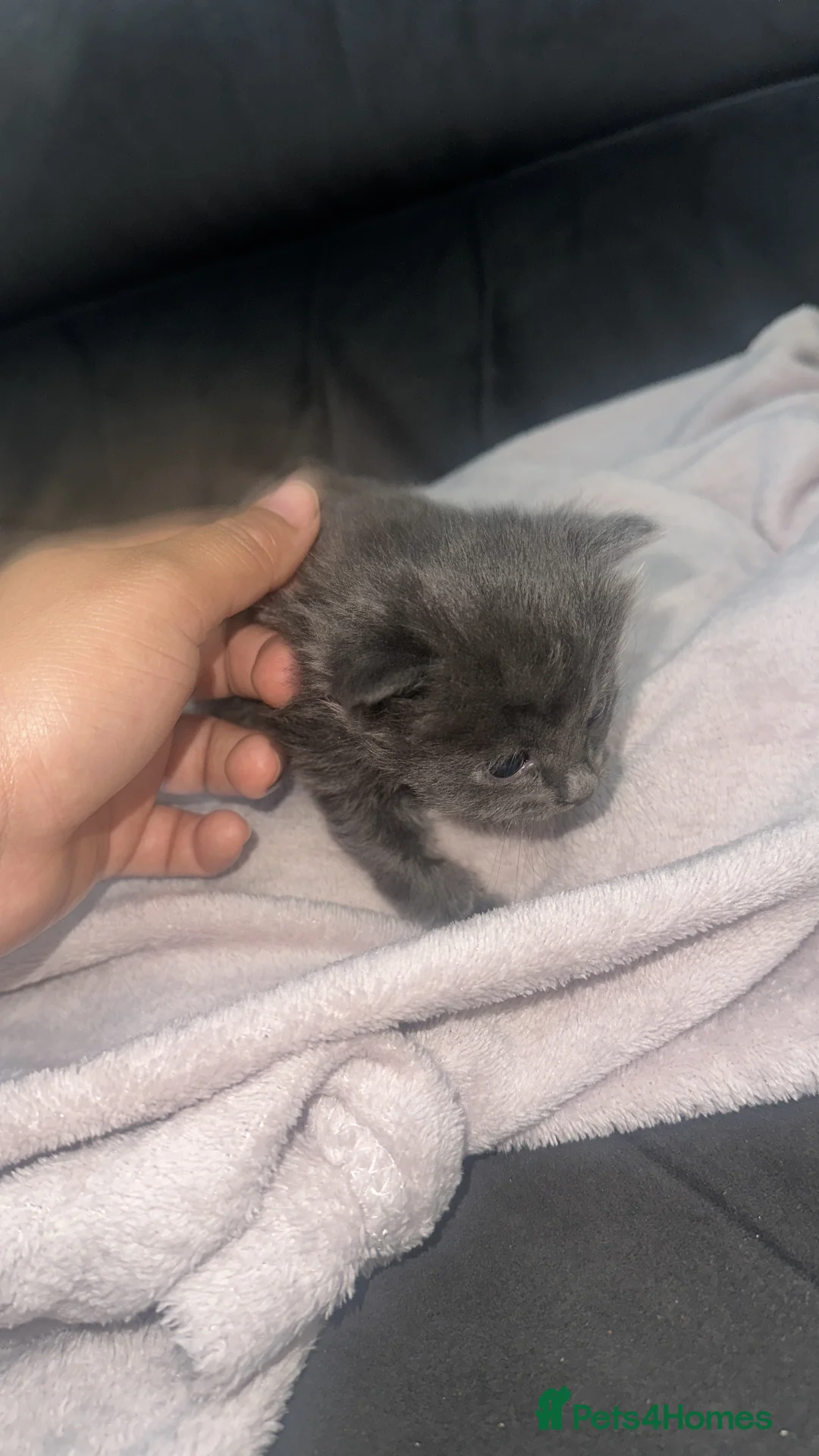 British Shorthair cats for sale: Our British Shorthair Grey Kittens  - Advert 34