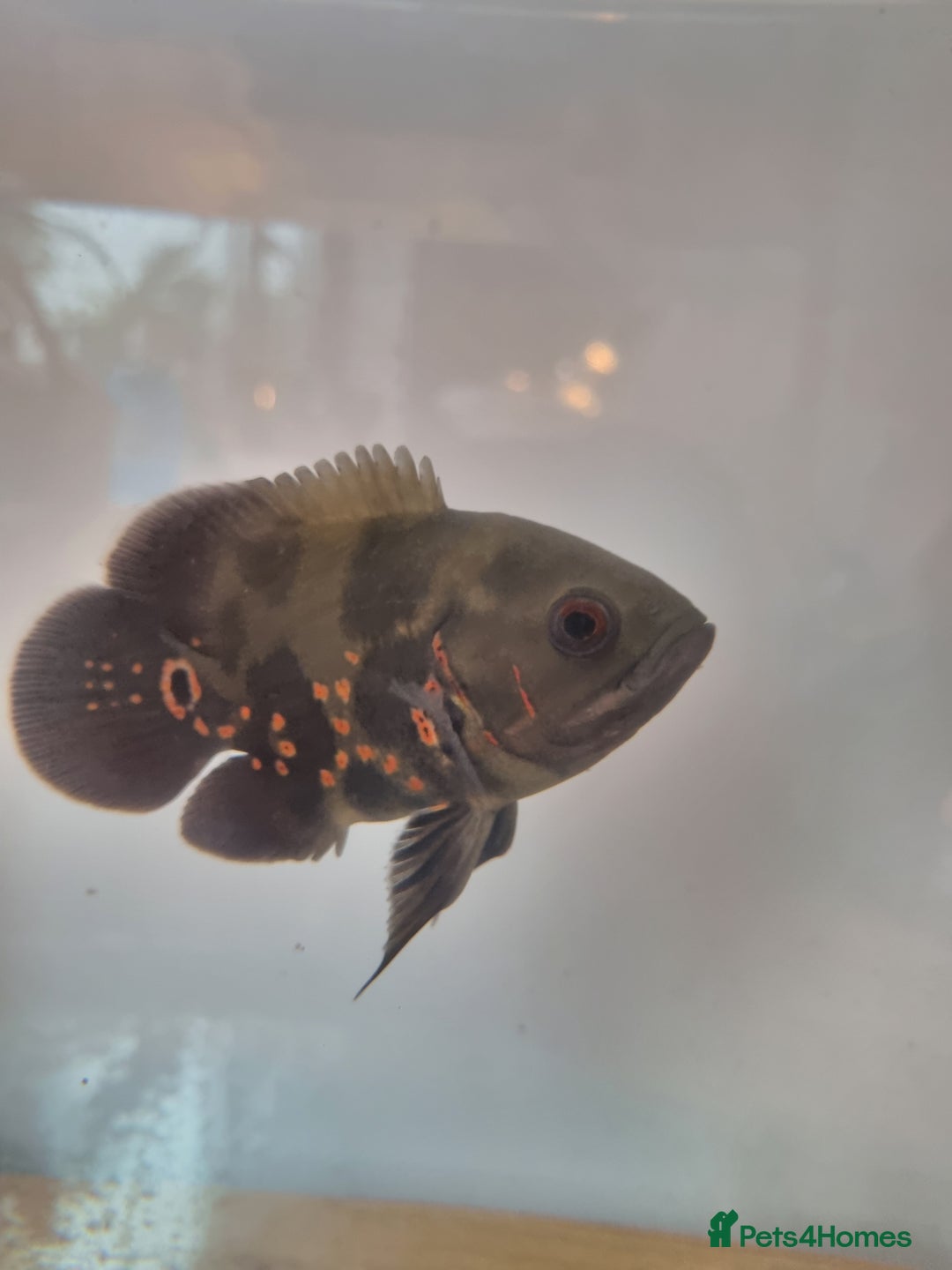 Corys fish for sale: FREE Oscar Cichlid - the smartest fish on Earth - Advert 1