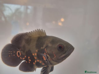 Corys fish FREE Oscar Cichlid - the smartest fish on Earth - Advert 1