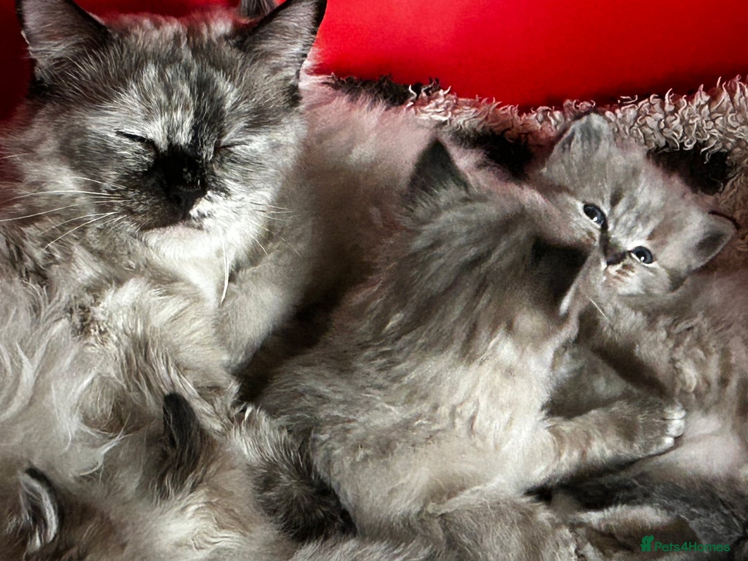 Ragdoll cats for sale: 5 STUNNING RAGDOLL KITTENS AVAILABLE NOW - Advert 1
