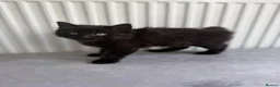 Domestic Shorthair cats for sale: X2 black male kittens one fluffy one short haired  in Broxbourne - Advert 7