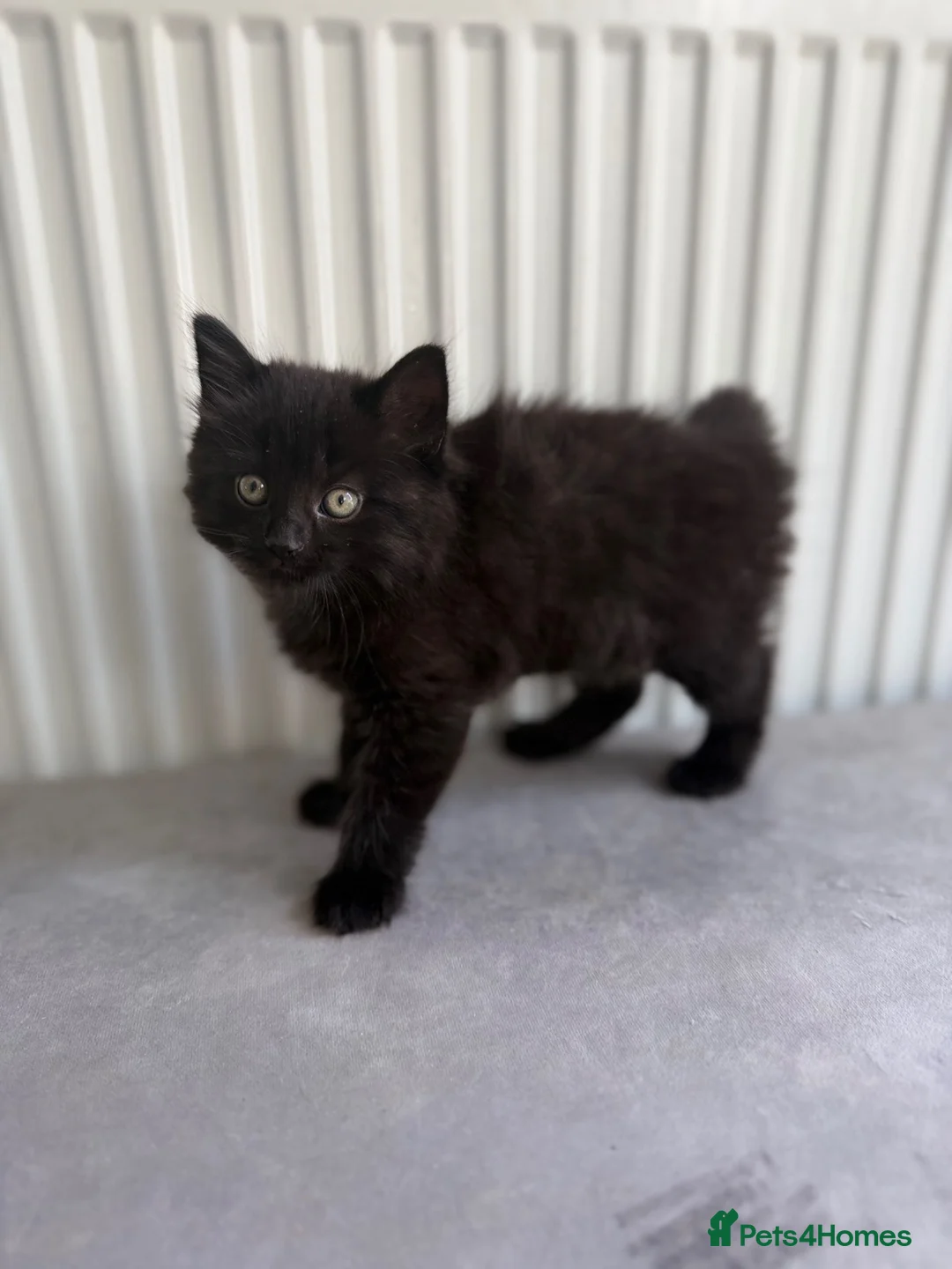 Domestic Shorthair cats for sale: X2 black male kittens one fluffy one short haired  in Broxbourne - Advert 7
