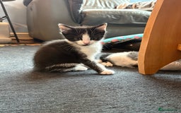 British Shorthair cats for sale: Forever home required  - Image 5