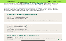 Golden Retriever dogs for sale: Stunning Golden Retriever Adult - Image 4