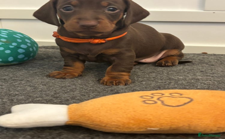 Dachshund dogs - Advert 6