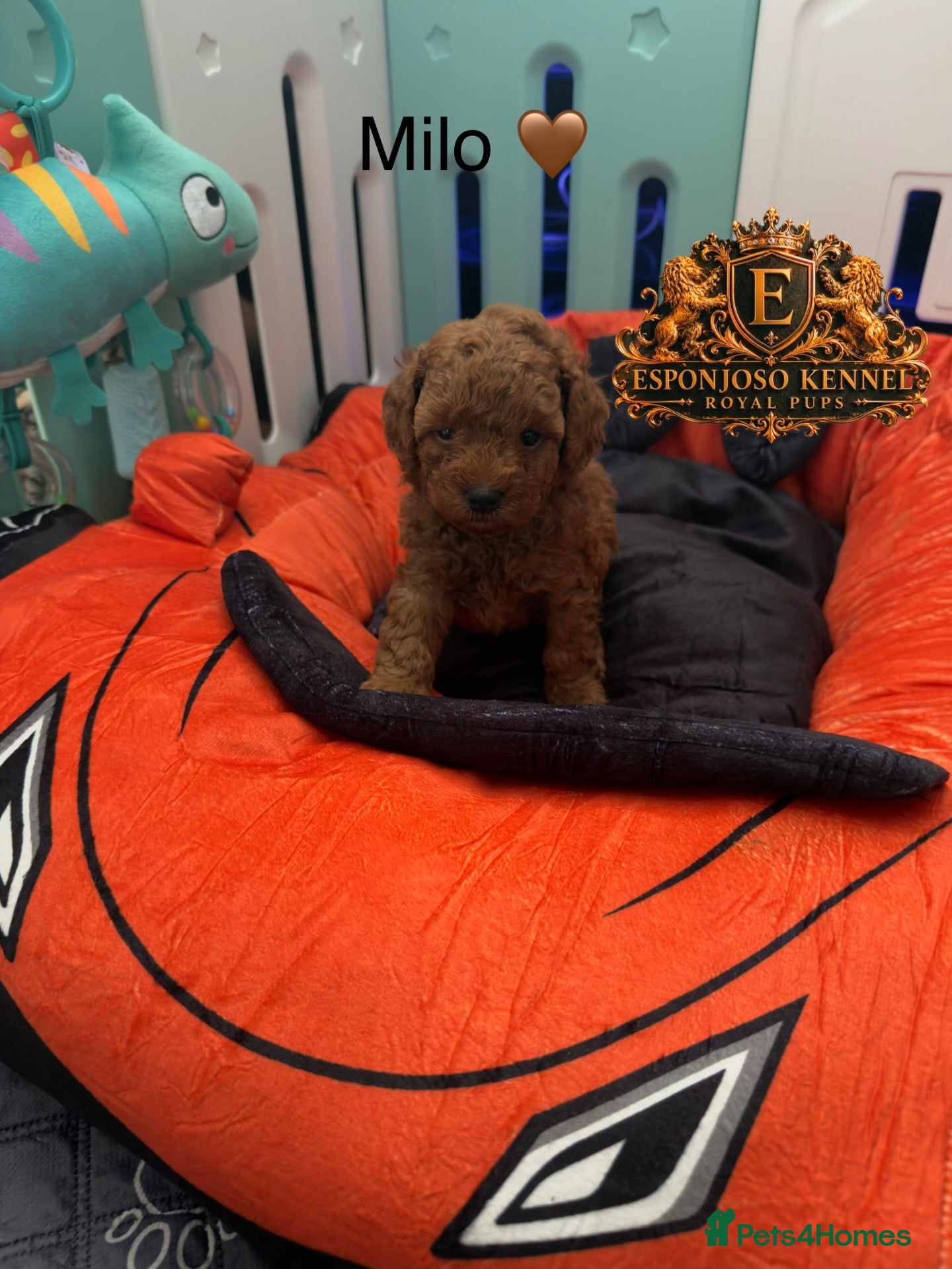 Toy Poodle dogs 5⭐️licensed ESPONJOSO tiny Half Asian Toy Poodle👑 - Advert 3