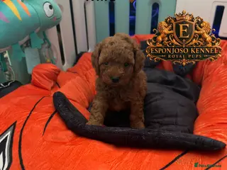 Toy Poodle dogs 5⭐️licensed ESPONJOSO tiny Half Asian Toy Poodle👑 - Advert 3