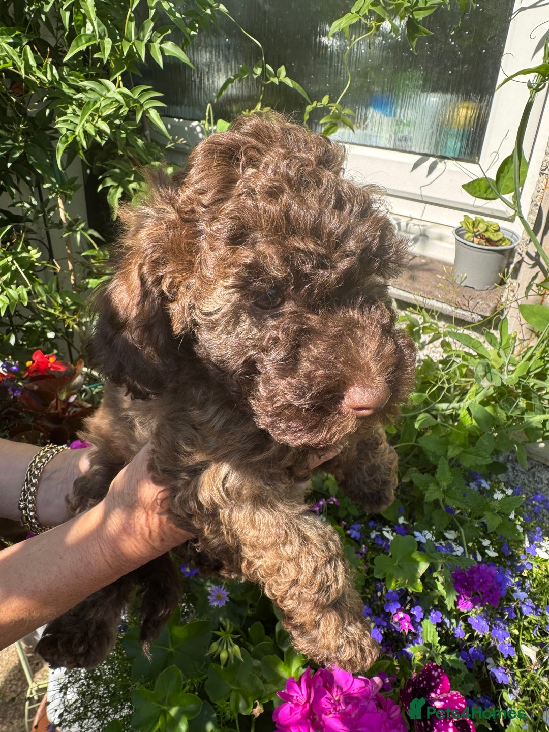 Cavapoo dogs for sale: Beautiful Toy F1b Cavapoo puppies  in Liskeard - Image 33