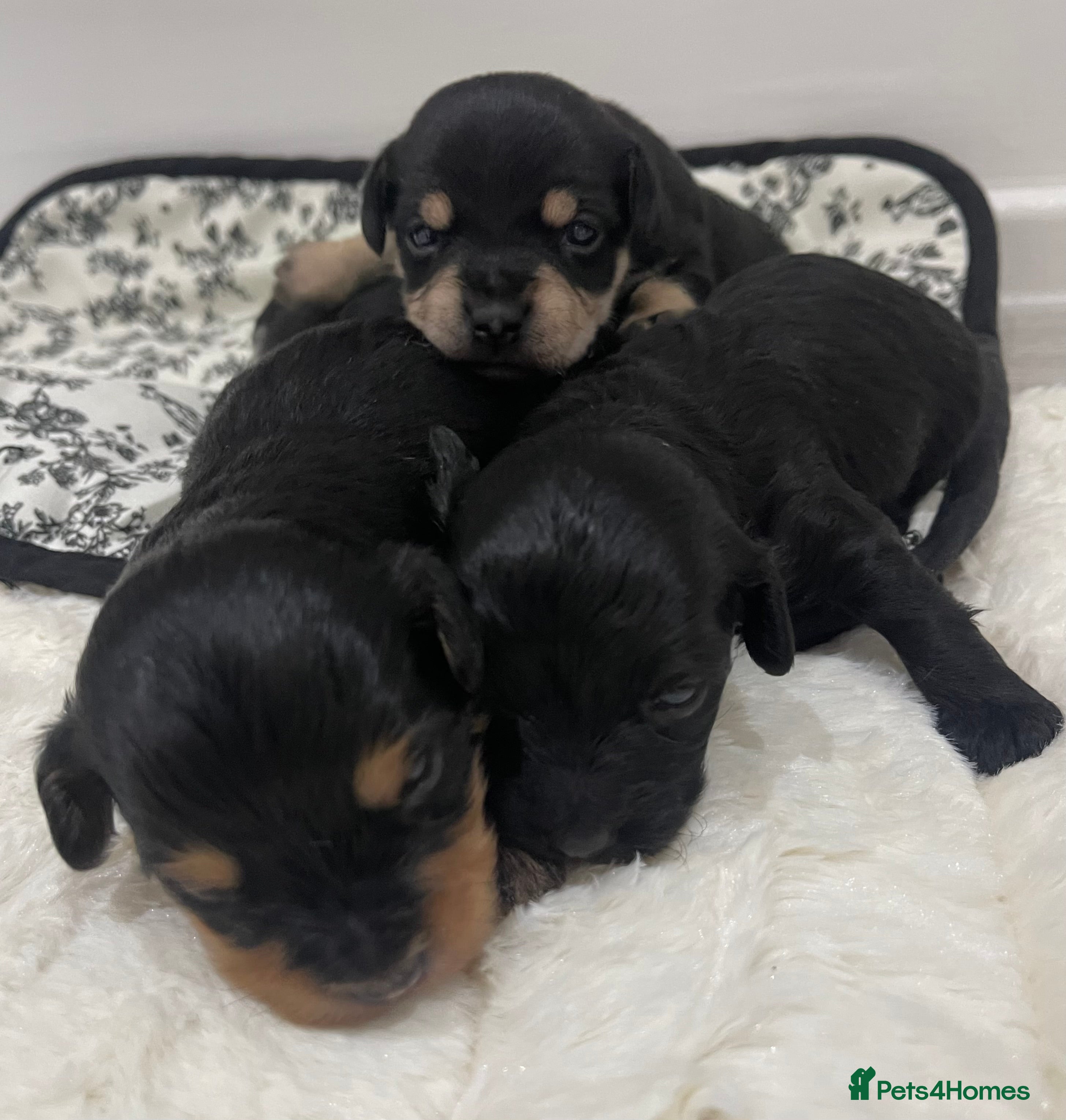 Jackapoo dogs Quality Jack Russel Puppies for sale 💌 - Advert 12
