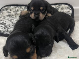 Jackapoo dogs Quality Jack Russel Puppies for sale 💌 - Advert 12