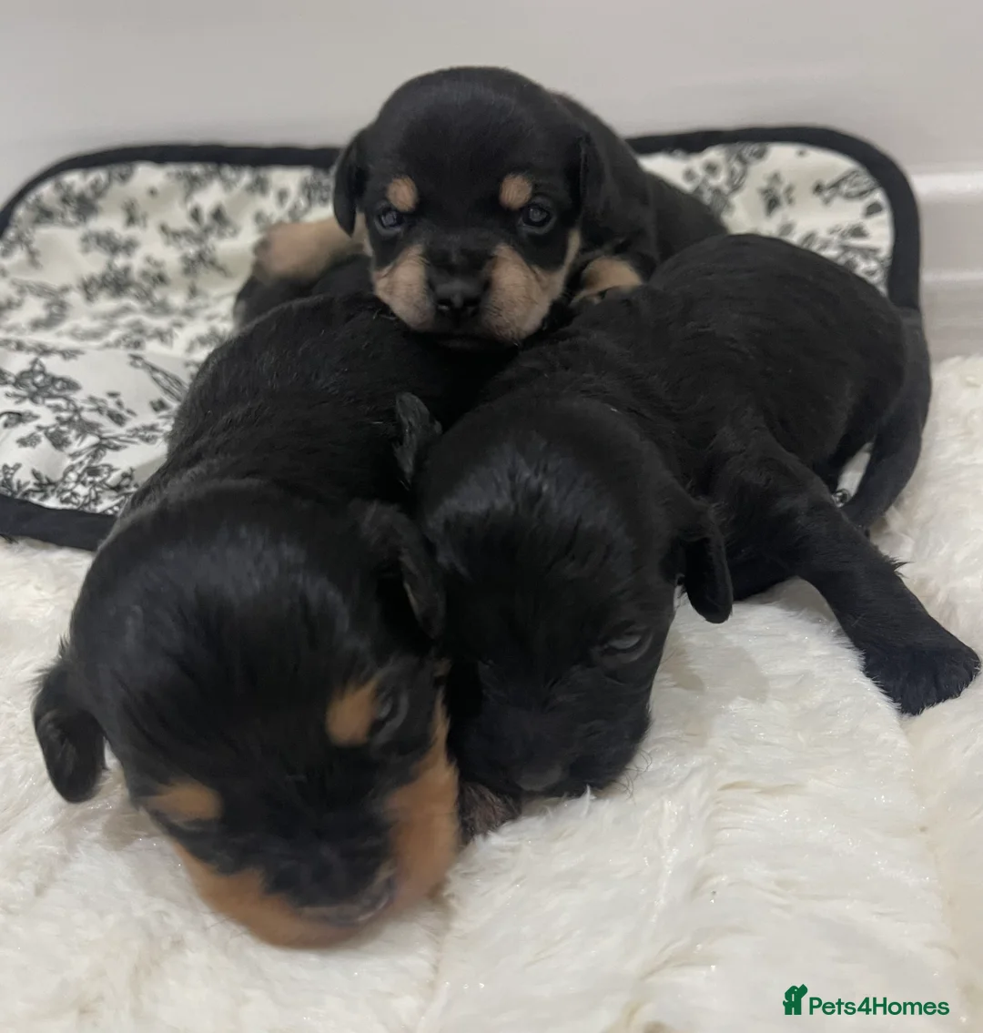 Jackapoo dogs for sale: Quality Jack Russel Puppies for sale 💌 - Advert 4