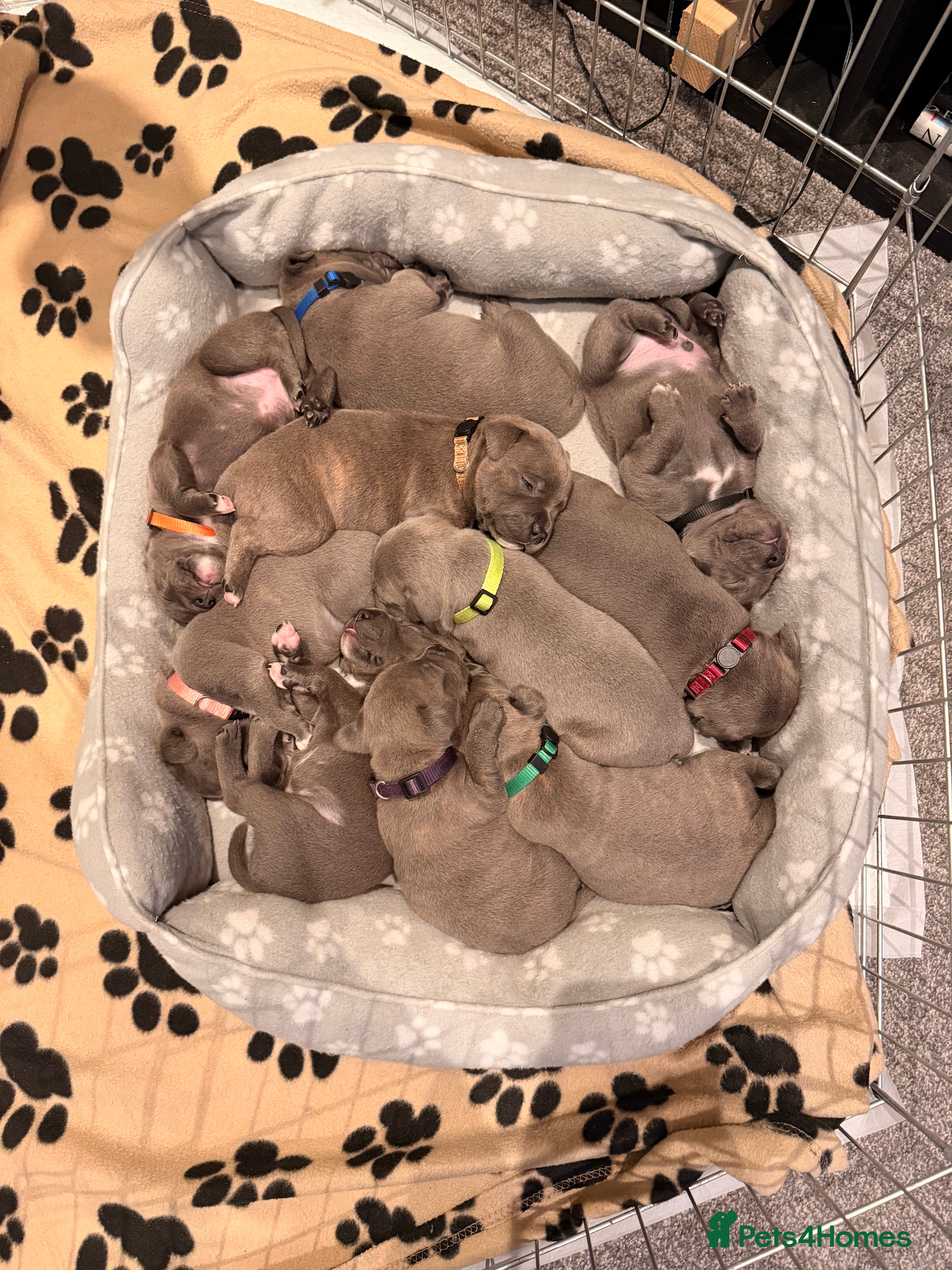Staffordshire Bull Terrier dogs 💙Blue x Rare Fawn Staffordshire Bull Terrier Pups - Advert 1
