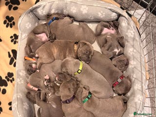 Staffordshire Bull Terrier dogs 💙Blue x Rare Fawn Staffordshire Bull Terrier pups - Advert 6