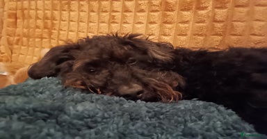 Mixed Breed dogs - Advert 11