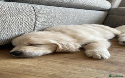 Golden Retriever dogs for sale: 9 week Golden retriever puppy - Image 6