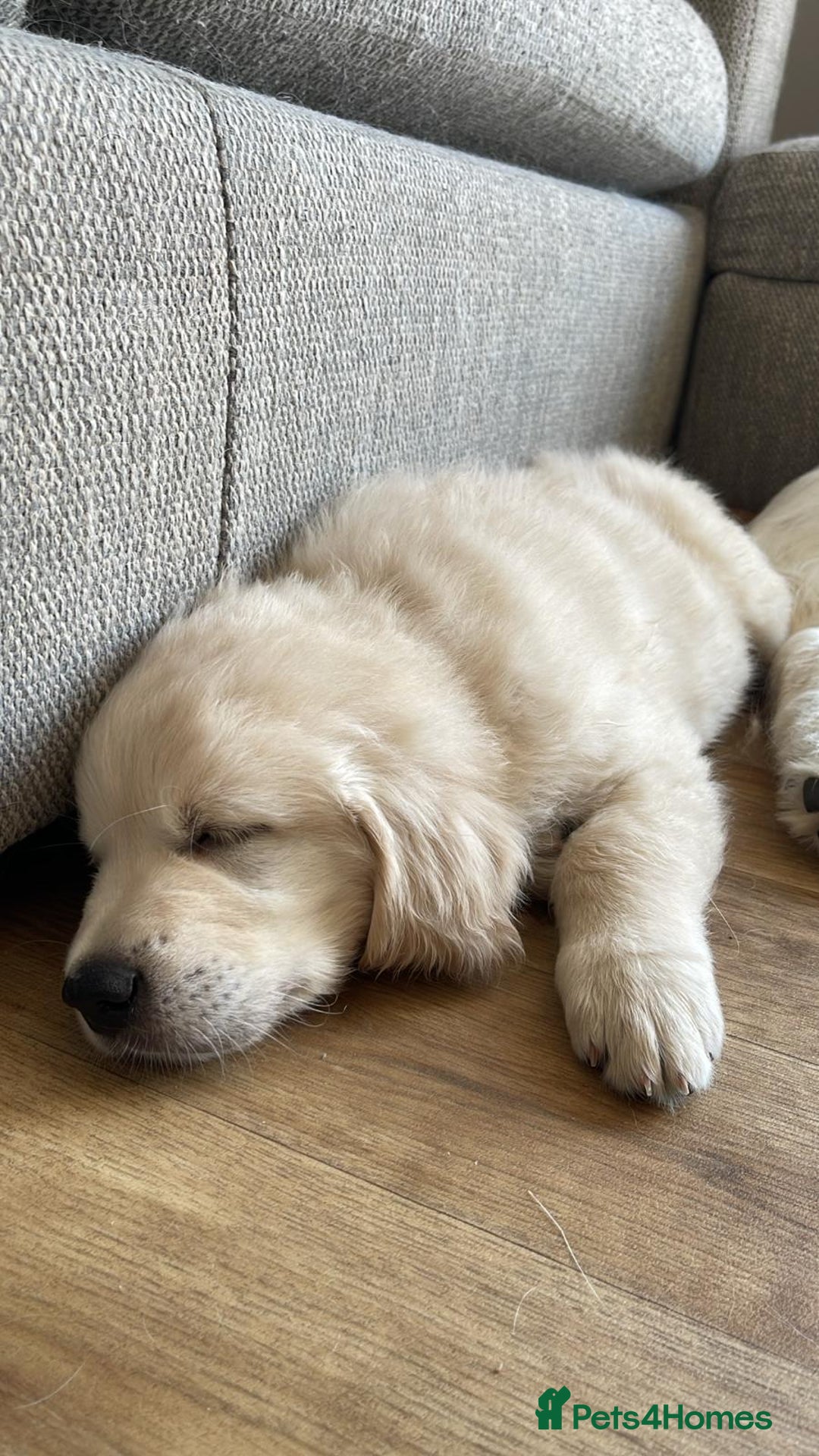 Golden Retriever dogs for sale: 9 week Golden retriever puppy - Image 6