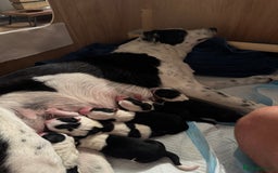 Border Collie dogs for sale: 6 Border Collie Pups For Sale **4 Boys Remaining** - Image 9