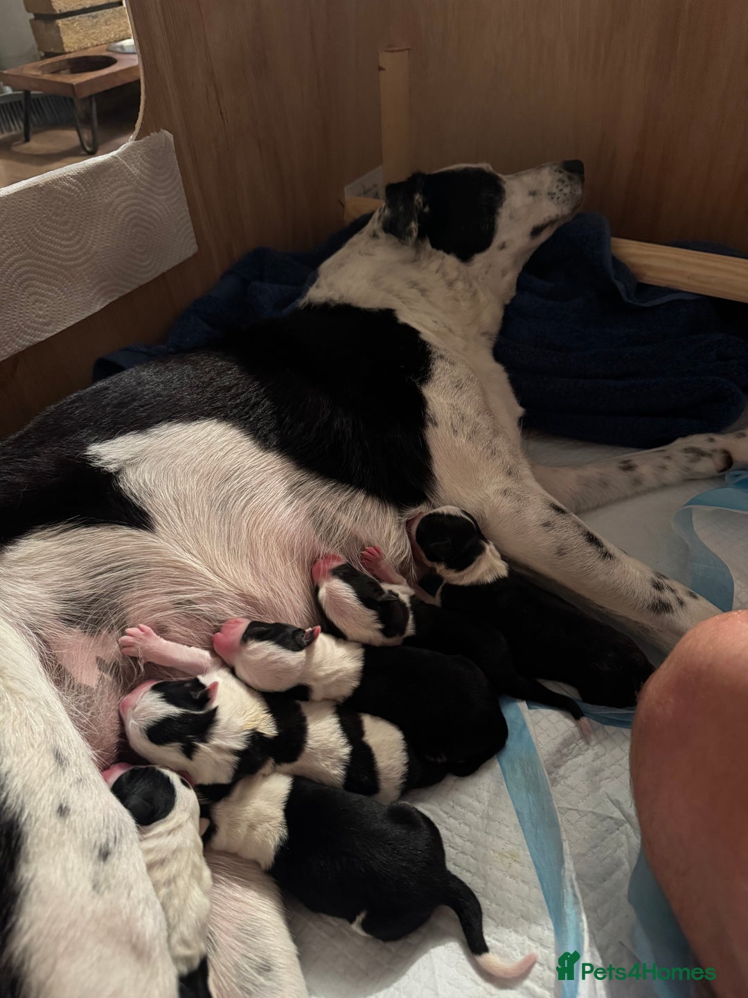 Border Collie dogs for sale: 6 Border Collie Pups For Sale **4 Boys Remaining** - Image 9