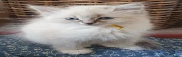 Siberian cats for sale: Soft and fluffy Siberian Neva Masquerade Kittens - Advert 24