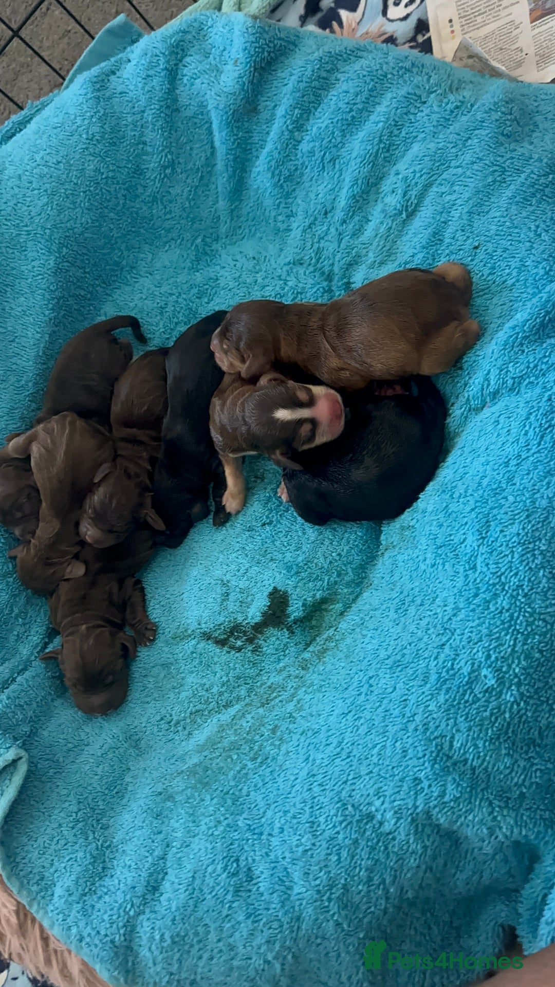 Cockapoo dogs for sale: Beautiful Cockerpoo puppies - Image 5