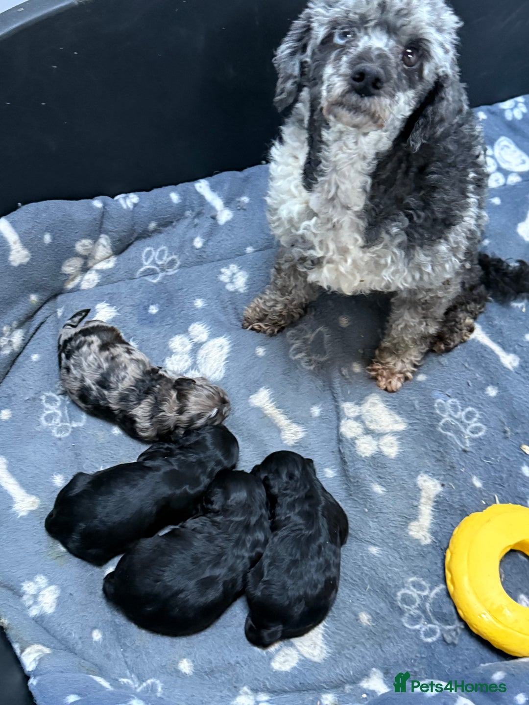 Cavapoo dogs for sale: Stunning F1 Cavapoos  - Advert 3