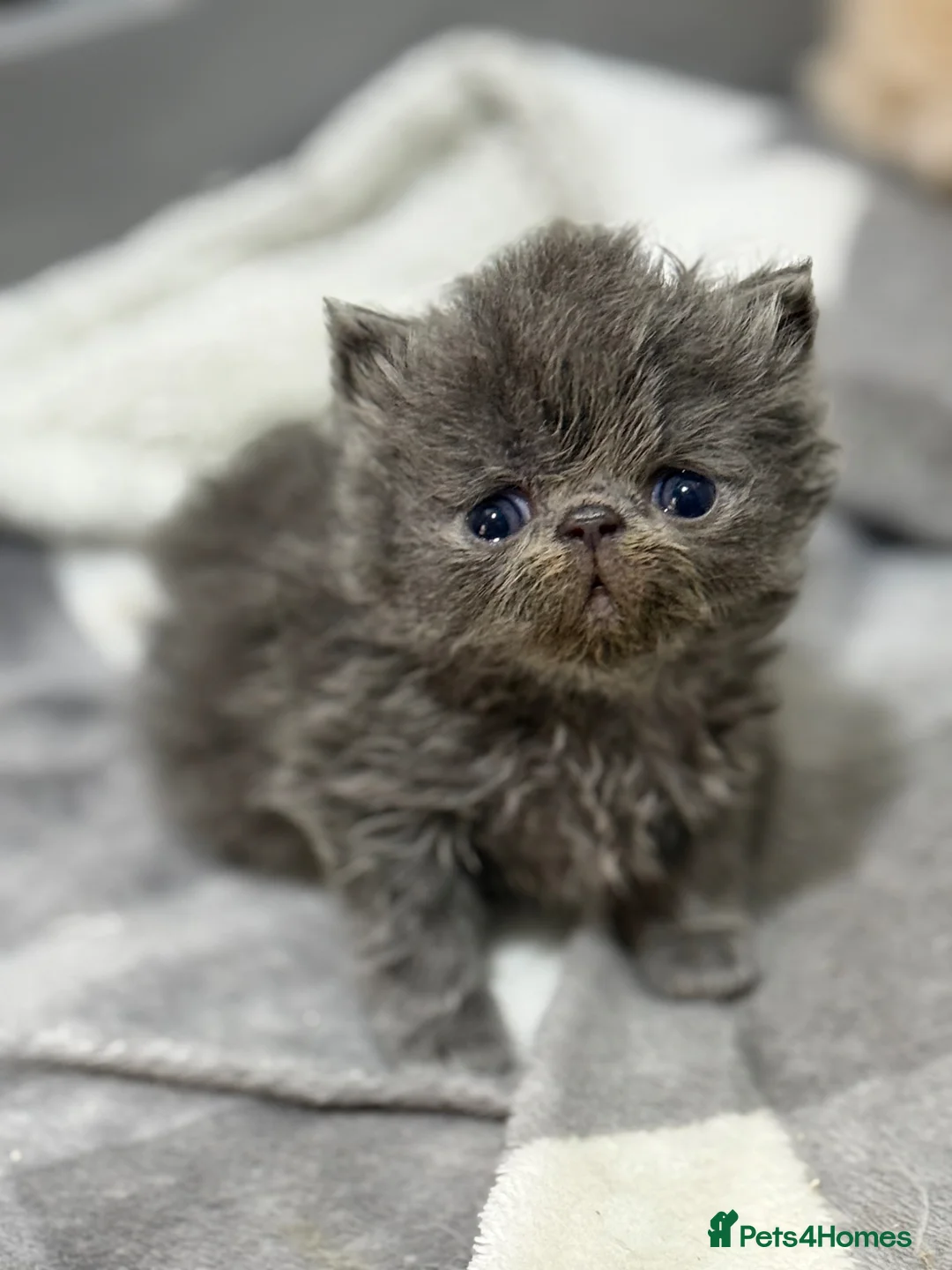 Persian cats for sale: GCCF registered Persian kittens  - Advert 11