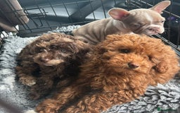 Toy Poodle dogs for sale: Teddi female 6’m old tiny Kc toy poodle  in Chichester - Image 19