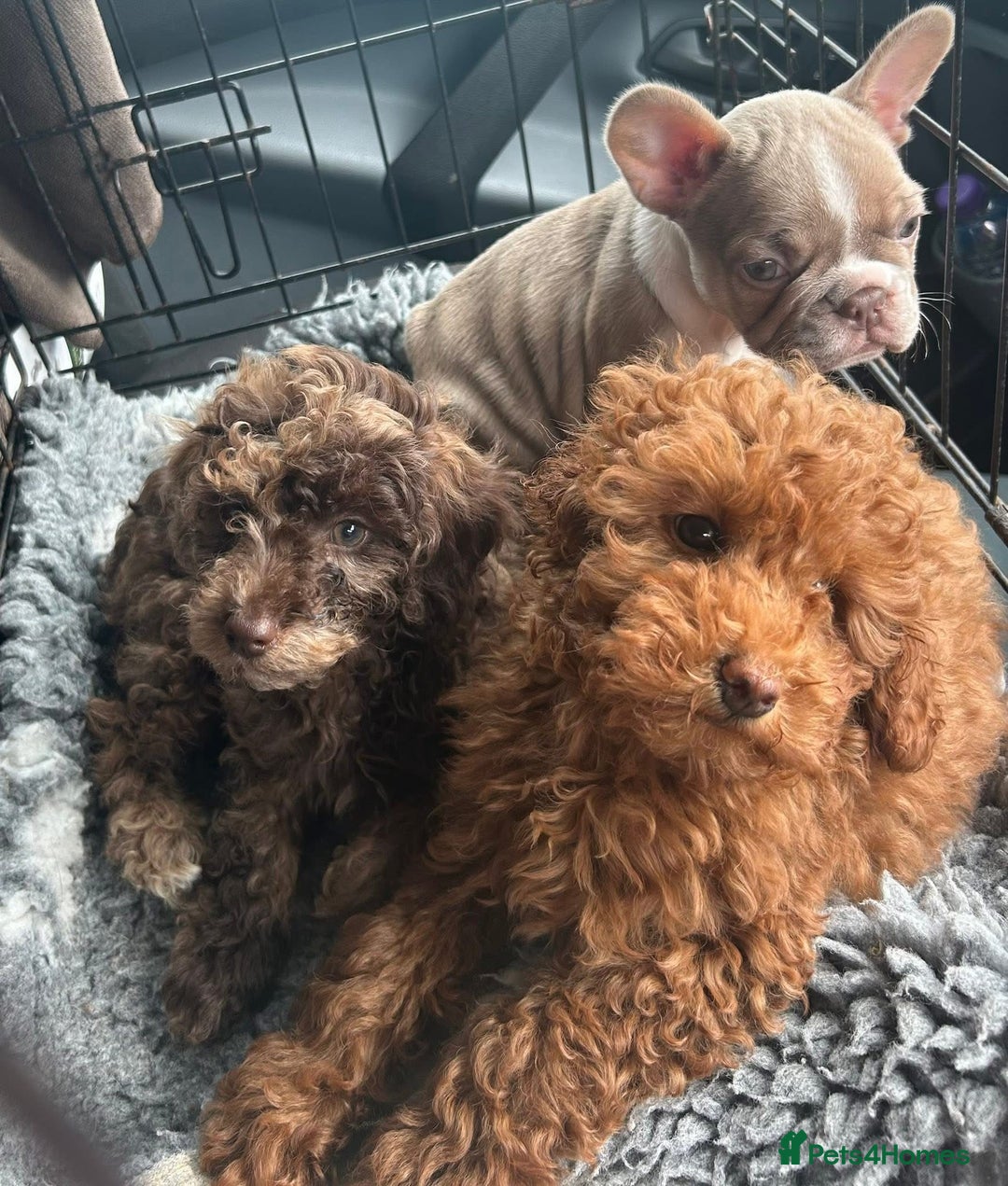 Toy Poodle dogs for sale: Teddi female 6’m old tiny Kc toy poodle  in Chichester - Image 19