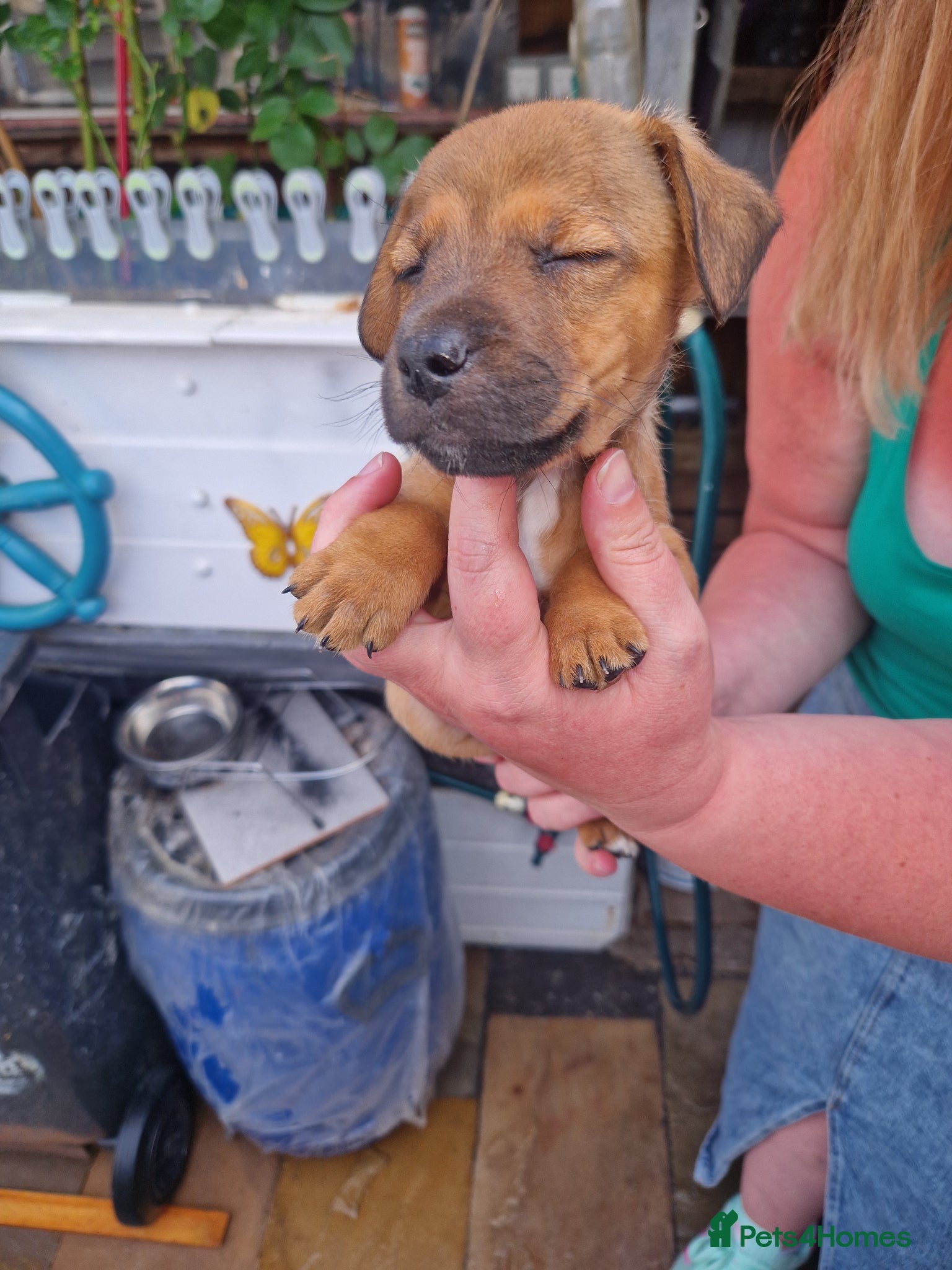 Plummer Terrier dogs for sale: Plummer cross lakeland puppy's  - Advert 5