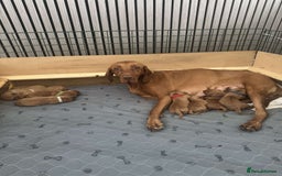 Hungarian Vizsla dogs for sale: Hungarian Vizsla Puppies  - Image 1